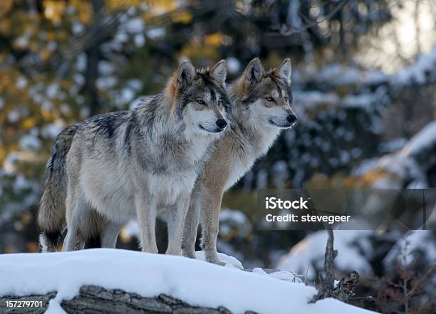 Two Wolves Stock Photo - Download Image Now - Wolf, Gray Wolf, Two Animals