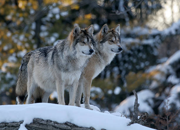 dois wolves - animais em extinção - fotografias e filmes do acervo