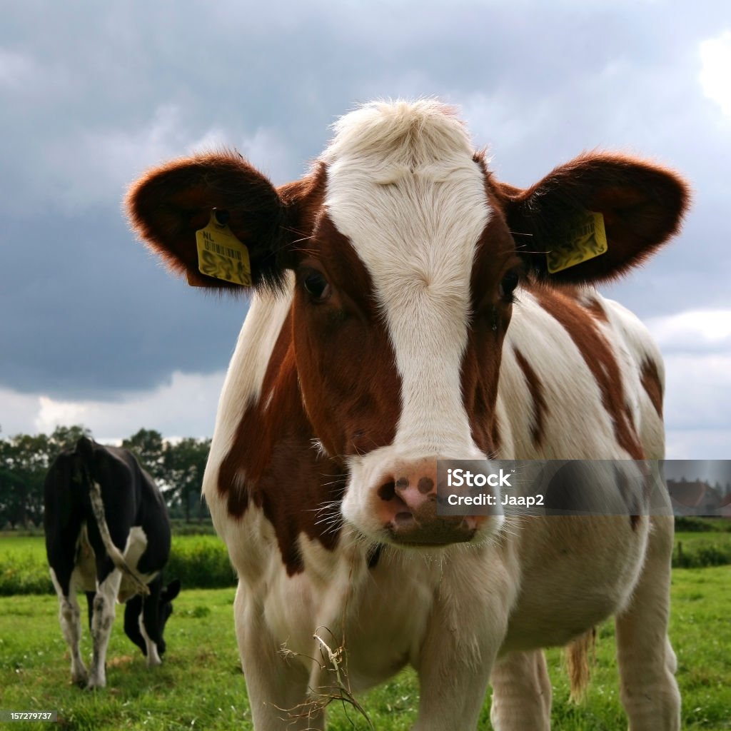 Foto de nosy holandés vaca mirando a la cámara - Foto de stock de Amarillo - Color libre de derechos