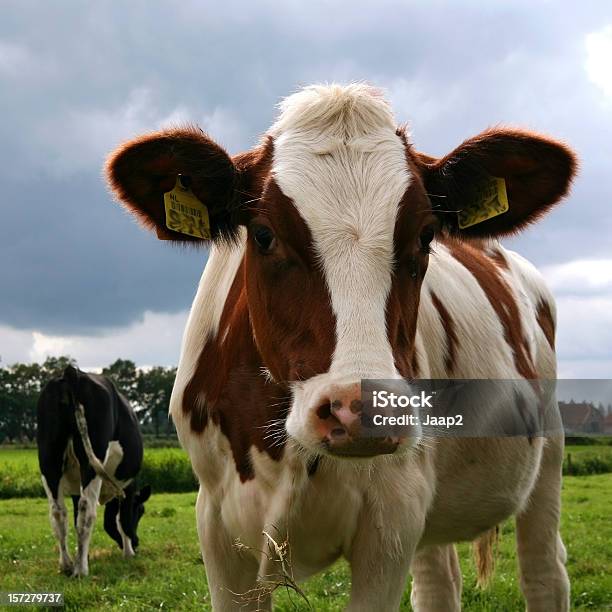 Photo libre de droit de Photo De Curieux Dutch Vache À La Recherche Dans La Caméra banque d'images et plus d'images libres de droit de Bovin domestique