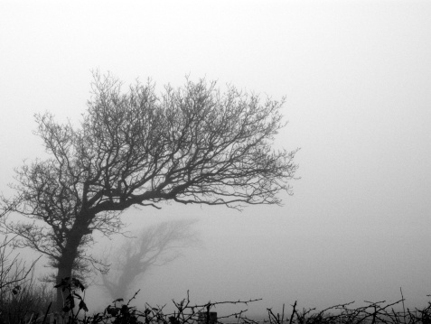 black and white grainy shot of a tree in fog