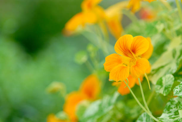 Yellow flower of the Greater Nasturtium (Tropaeolum majus). It is used as an ornamental and medicinal plant and in the kitchen