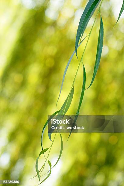 Foto de Folhas Da Árvore De Salgueiro Com Defocused Fundo e mais fotos de stock de Folha de Salgueiro - Folha de Salgueiro, Caule, Cena de tranquilidade