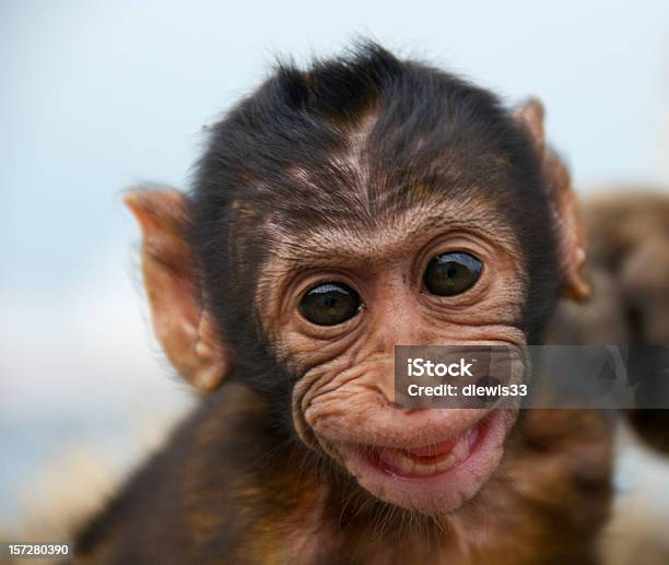 Baby Monkey Smiling Stock Photo - Download Image Now - Animal, Animal Body  Part, Animal Hair - iStock
