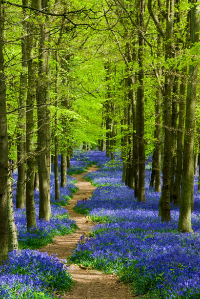 weg, der sich durch ein teppich von bluebells in einem wald - landscape tree field flower stock-fotos und bilder