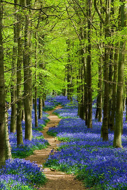 Path winding through a carpet of bluebells in a forest Path through a forest of bluebells in Hertfordshire England glade photos stock pictures, royalty-free photos & images