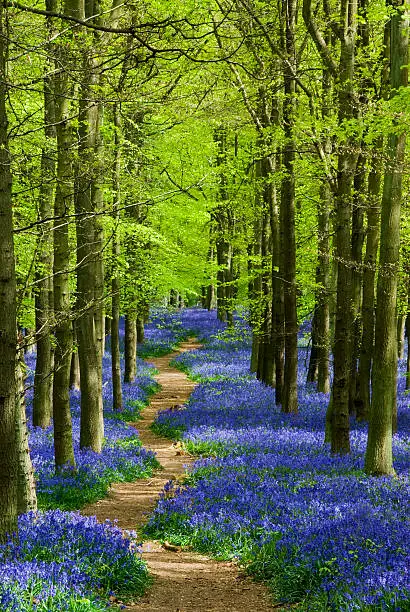 Path through a forest of bluebells in Hertfordshire England