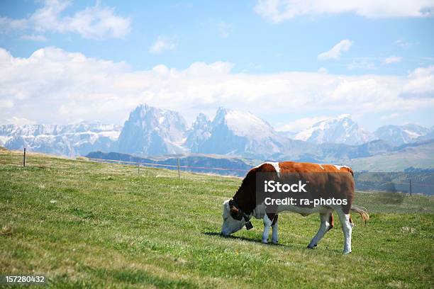 Vacca Nelle Dolomiti - Fotografie stock e altre immagini di Alpi - Alpi, Ambientazione esterna, Catena di montagne