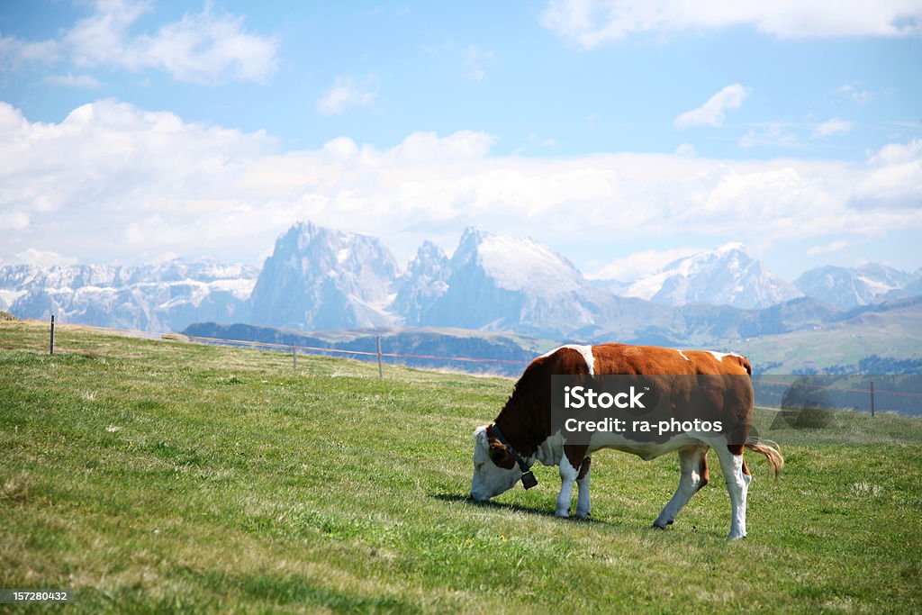 Vaca nas Montanhas Dolomitas - Royalty-free Alpes Europeus Foto de stock