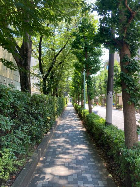 istock Tokyo sidewalks in summer with sunlight filtering through the trees, surrounded by various types of street trees. 1572804657