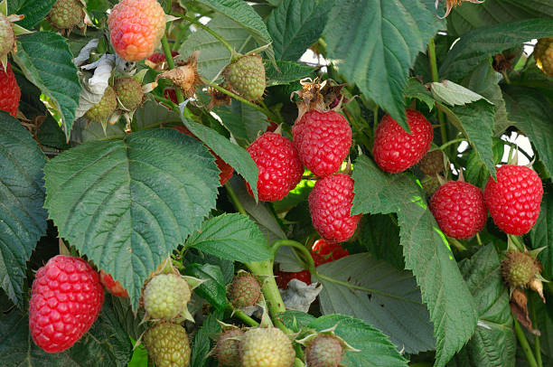 zbliżenie dojrzewania organic maliny na winorośli - raspberry berry vine berry fruit zdjęcia i obrazy z banku zdjęć