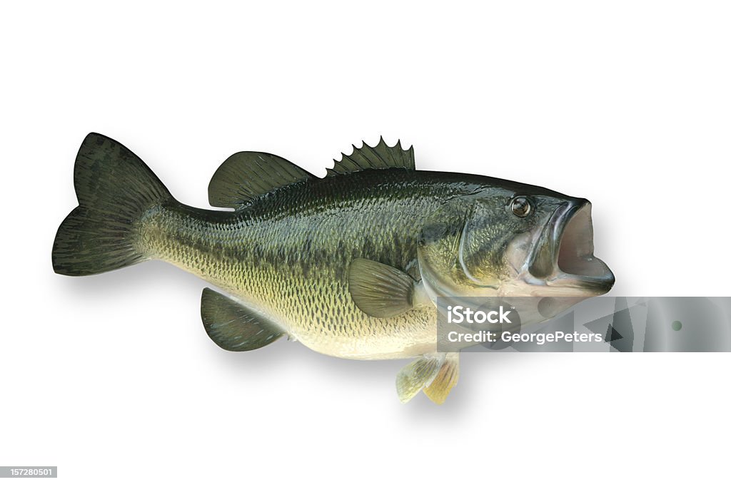 Большеротый окунь с Обтравка - Стоковые фото Рыба роялти-фри