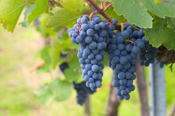 istock Grapes ripening vineyards 157280504