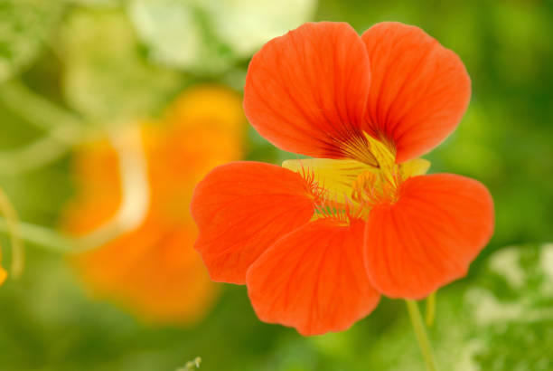 Red Nasturtium with Green Background  nasturtium stock pictures, royalty-free photos & images