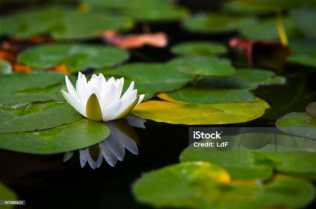 Fiore di giglio d'acqua - Foto stock royalty-free di Fiore di loto