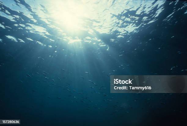 Peces Bajo La Luz Solar Foto de stock y más banco de imágenes de Subacuático - Subacuático, Vista ascendente, Iluminado