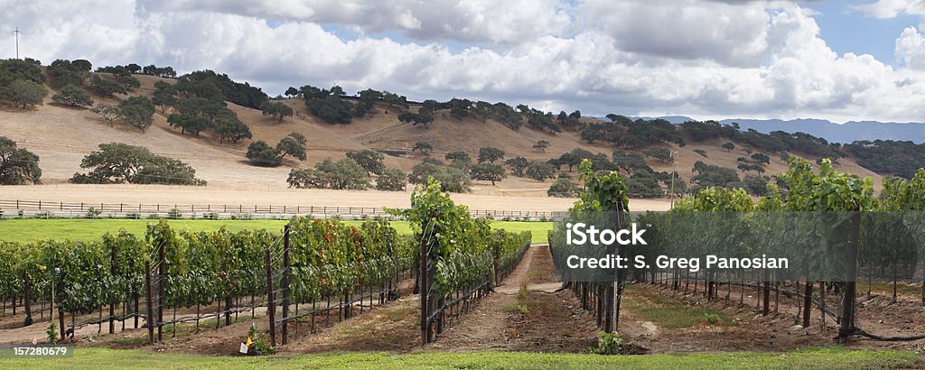 Wine Country PANORÁMICA - Foto de stock de California libre de derechos