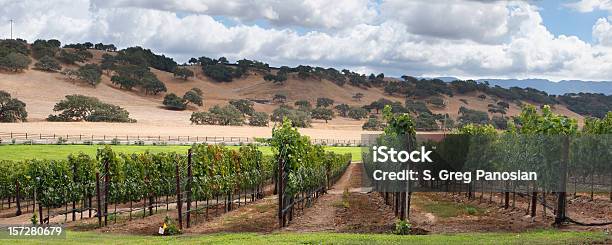 Wine Country Panorámica Foto de stock y más banco de imágenes de California - California, Condado de Sonoma, Valle de Napa