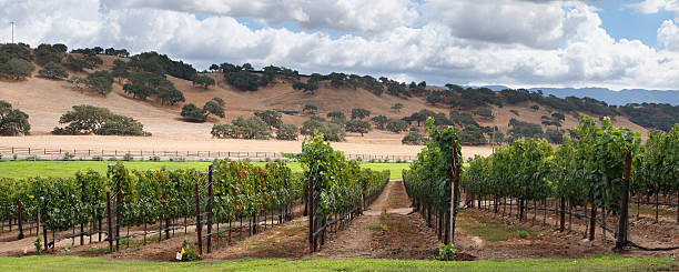 vino spettacolare - vineyard sonoma county california panoramic foto e immagini stock