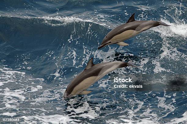 Dolphin Stock Photo - Download Image Now - Azores, Dolphin, Atlantic Islands