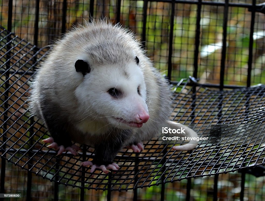 Opossum du - Photo de Opossum libre de droits