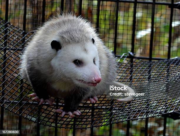 Photo libre de droit de Opossum Du banque d'images et plus d'images libres de droit de Opossum - Opossum, Animaux en captivité, Animaux nuisibles