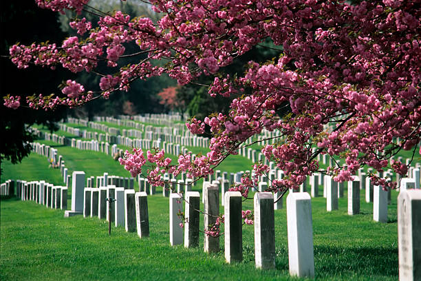 Arlington National Cemetery in Bloom  national cemetery stock pictures, royalty-free photos & images