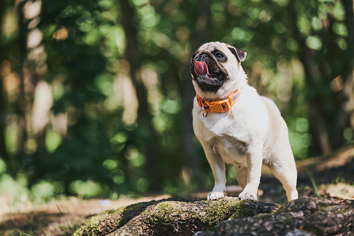 The pug dog stands leaning on a tree trunk. Pug walking in the forest