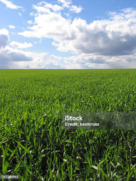 Lucious Grüne Gras Und Blaue Bewölkten Himmel Stockfoto und mehr Bilder von Blau - Blau, Farbbild, Feld