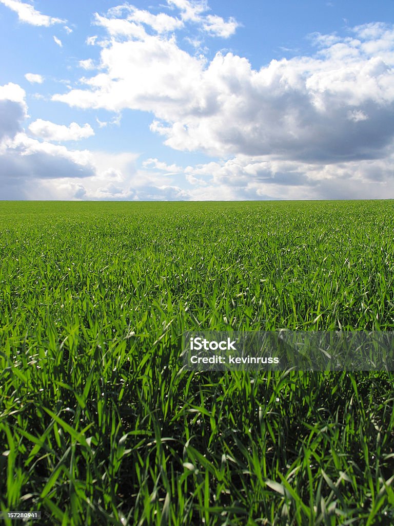 Lucious grama verde e céu azul nublado - Foto de stock de Ajardinado royalty-free