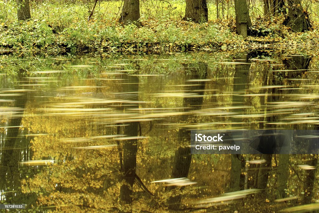 Riflessione di albero e foglie galleggianti - Foto stock royalty-free di Acqua fluente