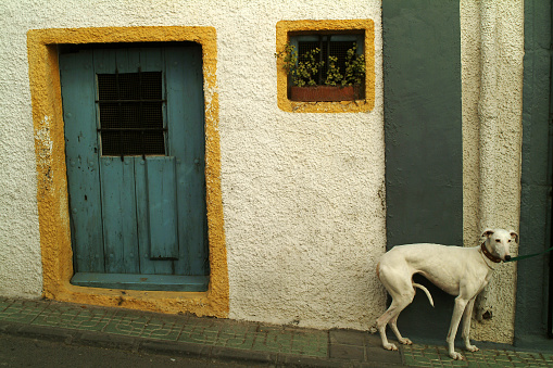 This dog in a spanish town looks very pathetic, while waiting for it's boss.