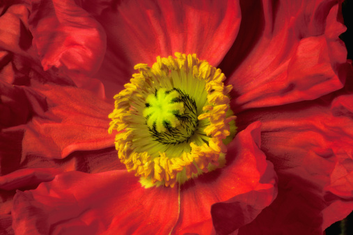 Macro photo of a red poppy.