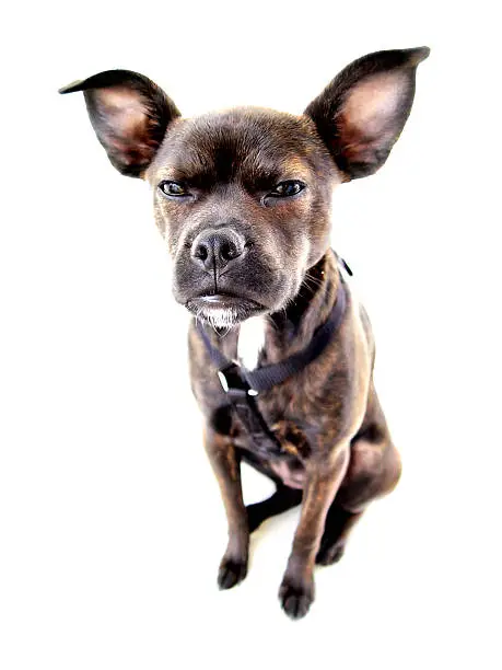 Photo of Small dog angry