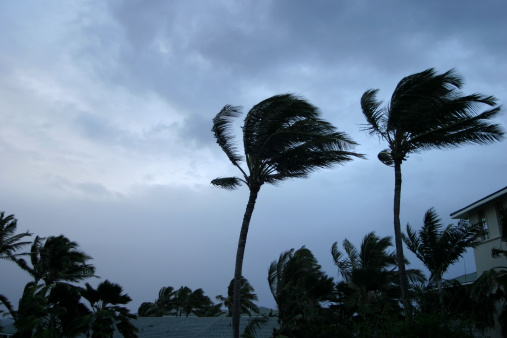 Huracán o tormenta tropical viento buffeting palmeras photo