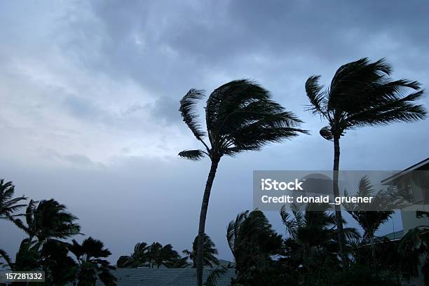 Hurricane Or Tropical Storm Wind Buffeting Palm Trees Stock Photo - Download Image Now