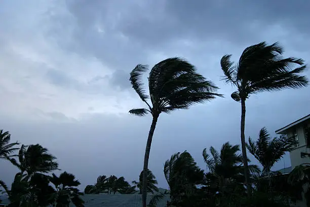 Palms & tropical buildings are buffeted by high winds of a storm or hurricane under a foreboding stormy sky; room for copy