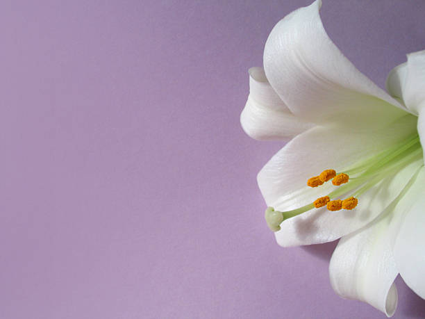 madonnenlilie auf lavendel - madonnenlilie stock-fotos und bilder