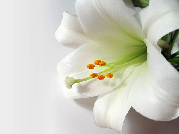 madonnenlilie auf weiß - madonnenlilie stock-fotos und bilder
