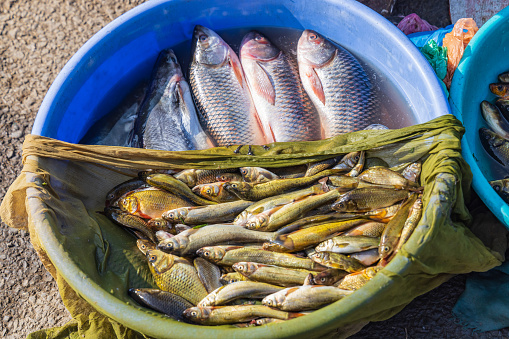 Berna Bugh, Kangan, Jammu and Kashmir, India. Fresh fish for sale in a village of Jammu and Kashmir.