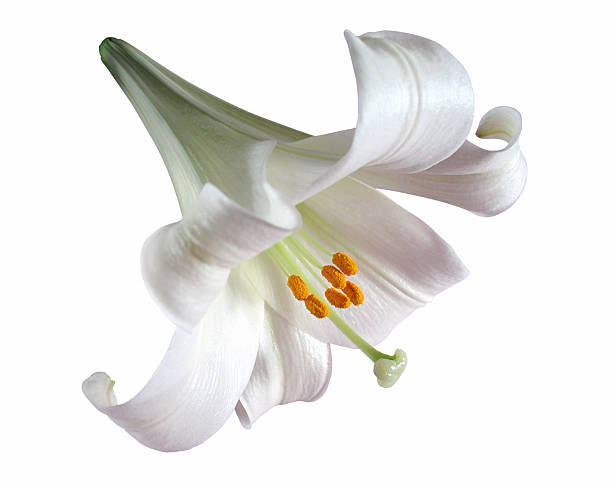 giglio pasquale (con clipping path - lily white flower single flower foto e immagini stock