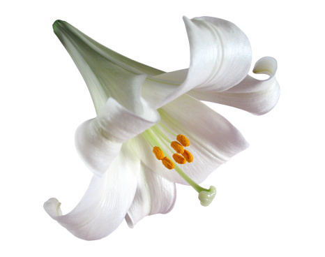 An Easter Lily flower on a white background. Clipping path is included.