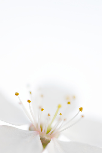 White blossom, partially out of focus.