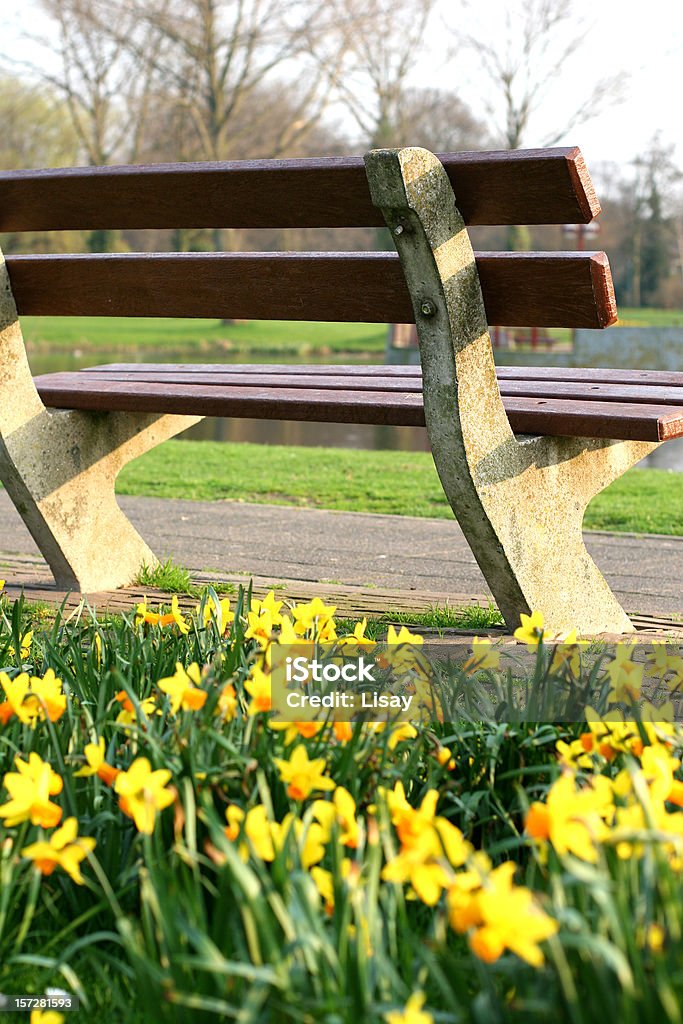 公園のベンチと黄色 daffodils - カラー画像のロイヤリティフリーストックフォト