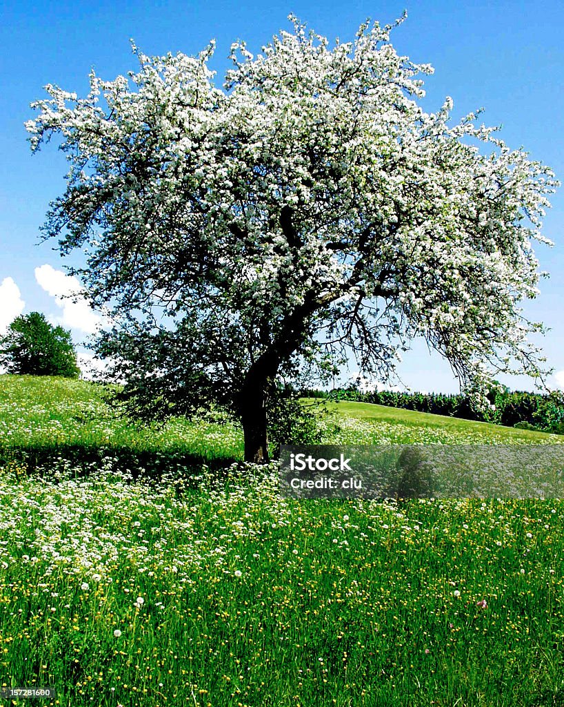 Pommier au printemps avec des fleurs blanches - Photo de Fleur de pommier libre de droits