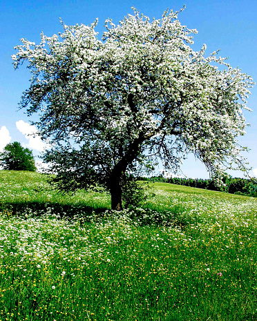 An apple tree blossom.