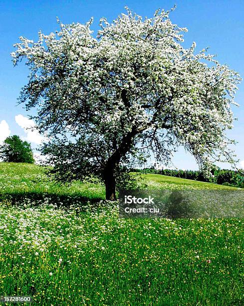 Macieira Na Primavera Com Flores Brancas - Fotografias de stock e mais imagens de Flor de macieira - Flor de macieira, Prado, Abril