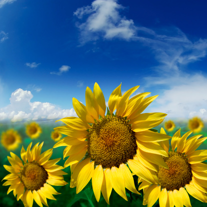 Beautiful Sunflowers with blue sky and clouds