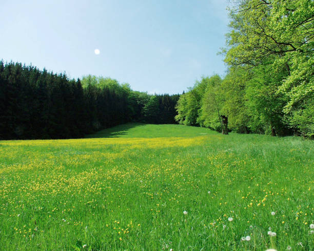 istock Green yellow meadow with surrounding forest. 157281659