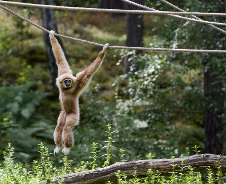 White gibbon swinging on a rope. In aRGB color for beautiful prints. 